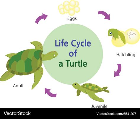 Life Cycle Of A Turtle Sciencing Life Cycle Of A Turtle Printable - Life Cycle Of A Turtle Printable