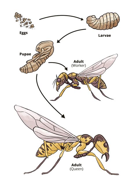 Life Cycle Of A Wasp   Social Wasps - Life Cycle Of A Wasp