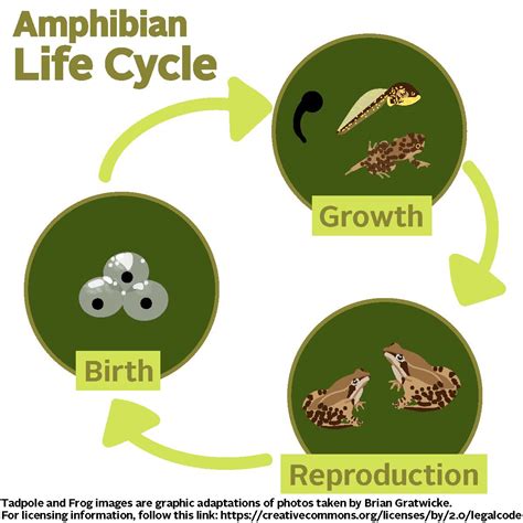 Life Cycle Of Amphibians And Reptiles Worksheets Learny Life Reptiles And Amphibians Worksheet - Life Reptiles And Amphibians Worksheet