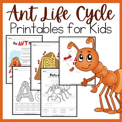 Life Cycle Of An Ant Lesson Plan Source Ant Life Cycle Worksheet - Ant Life Cycle Worksheet
