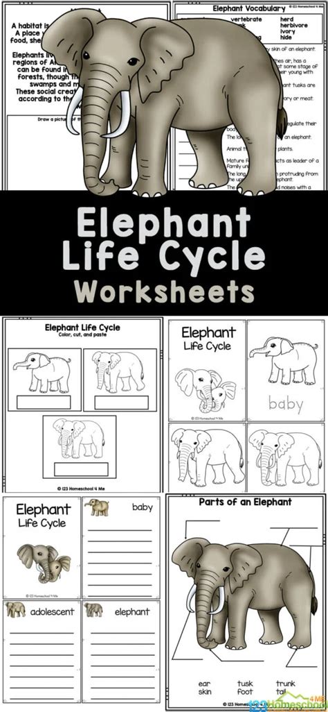 Life Cycle Of An Elepant Free Worksheets Life Cycle Of Animals Worksheet - Life Cycle Of Animals Worksheet