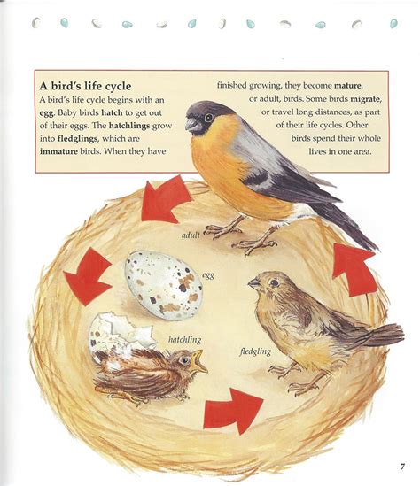 Life Cycle Of Bird   Printable Life Cycle Of A Bird Worksheets For - Life Cycle Of Bird