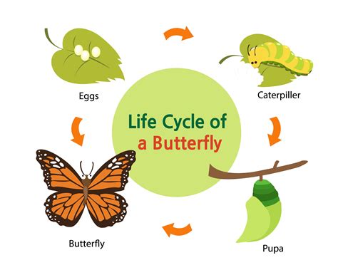 Life Cycle Of Butterflies And Moths Butterfly Conservation Life Cycle Of A Moth - Life Cycle Of A Moth