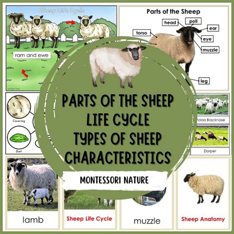 life cycle of dolly the sheep