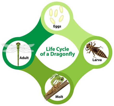 Life Cycle Of Dragon Fly Diagram Amp Stages Life Cycle Of Dragonfly - Life Cycle Of Dragonfly