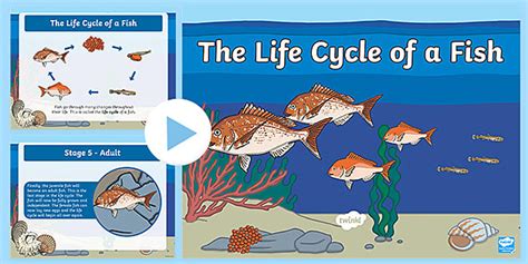 Life Cycle Of Fish Powerpoint Twinkl Resources Twinkl Fish Life Cycle For Kids - Fish Life Cycle For Kids