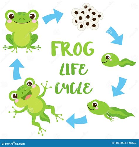 Life Cycle Of Frog Drawing Cute Things Drawing Life Cycle Of Frog Drawing - Life Cycle Of Frog Drawing