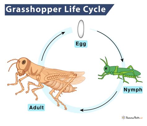 Life Cycle Of Grasshopper