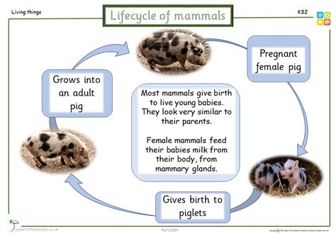 Life Cycle Of Mammals Ks2   Life Cycle Of A Bee Ks1 The Life - Life Cycle Of Mammals Ks2