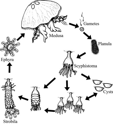 Life Cycle Of Moon Jellyfish Depends On The Life Cycle Of A Jellyfish - Life Cycle Of A Jellyfish