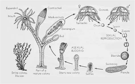 Life Cycle Of Obelia