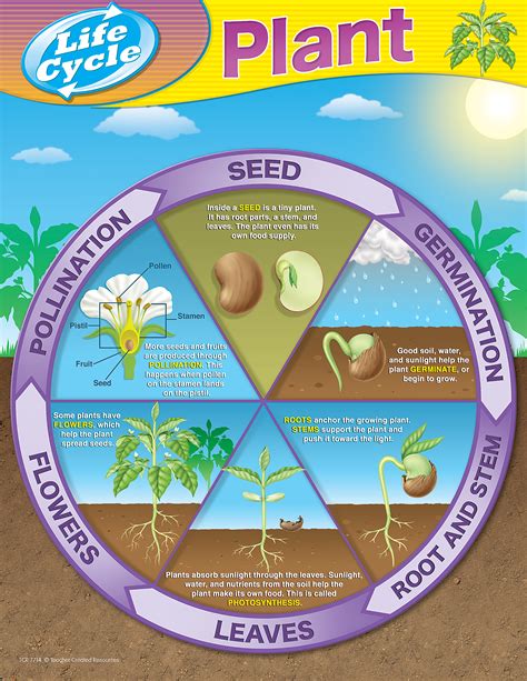 Life Cycle Of Plants For Kids Life Cycle Of A Plant Preschool - Life Cycle Of A Plant Preschool