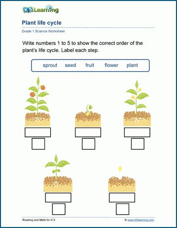 Life Cycle Of Plants Worksheets K5 Learning Plant Cycle Worksheet - Plant Cycle Worksheet