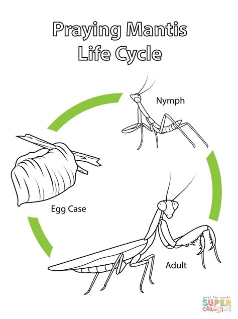 Life Cycle Of Praying Mantis Coloring Page Free Praying Mantis Coloring Pages - Praying Mantis Coloring Pages