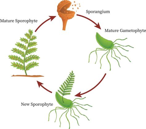 Life Cycle Of Pteridophytes
