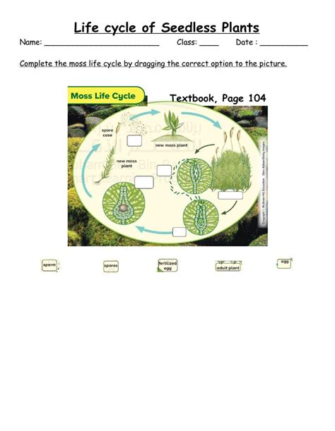 Life Cycle Of Seedless Plant Worksheet Live Worksheets Moss Life Cycle Worksheet - Moss Life Cycle Worksheet
