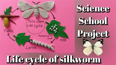 Life Cycle Of Silkmoth