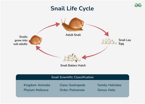 Life Cycle Of Snail