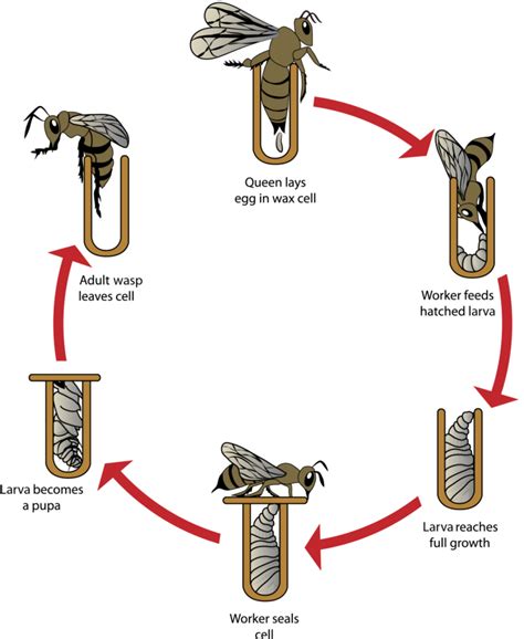 Life Cycle Of Wasps Waspinator Europe 039 S Life Cycle Of A Wasp - Life Cycle Of A Wasp