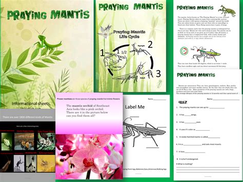 Life Cycle Praying Mantis Teaching Resources Teachers Pay Praying Mantis Life Cycle Worksheet - Praying Mantis Life Cycle Worksheet