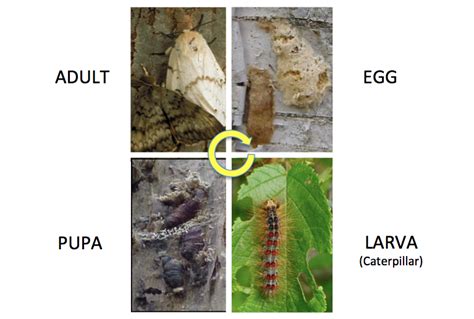 Life Cycle Spongy Moth In Wisconsin Life Cycle Of A Moth - Life Cycle Of A Moth