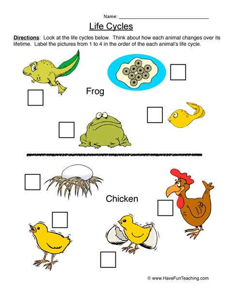Life Cycle Worksheets For Kids Life Cycle Of Animals Worksheet - Life Cycle Of Animals Worksheet