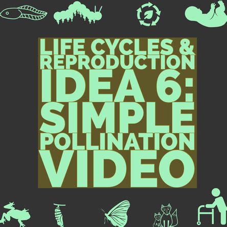 Life Cycles Mr P Ict Online Cpd Life Cycle Of Mammals Ks2 - Life Cycle Of Mammals Ks2