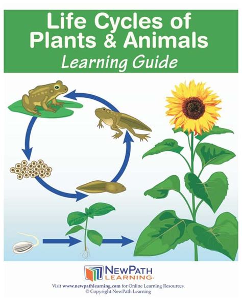 Life Cycles Of Plants And Animals 3rd Grade Animal Life Cycle 3rd Grade - Animal Life Cycle 3rd Grade