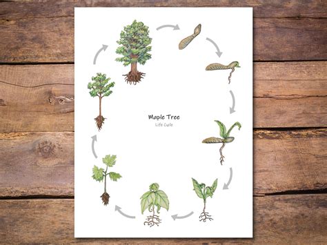 Life Of Trees