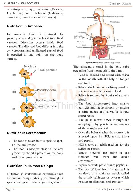 Life Processes Class 10 Extra Questions