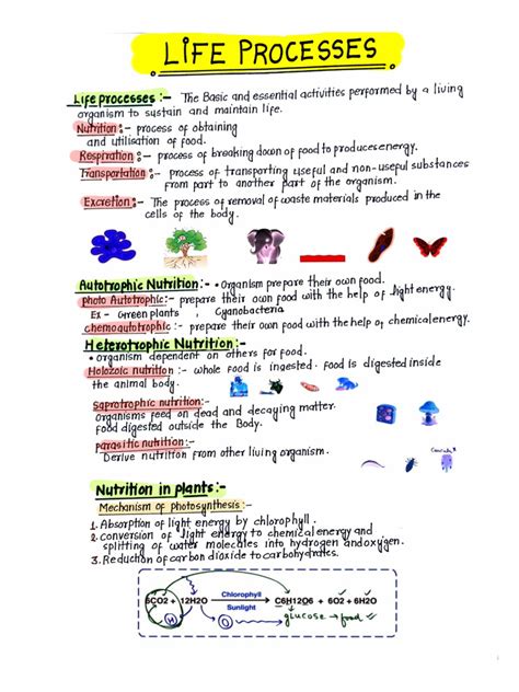 Life Processes Class 10 Handwritten Notes