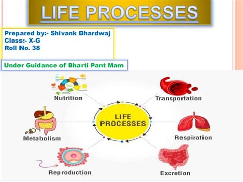 Life Processes Class 10 Ppt