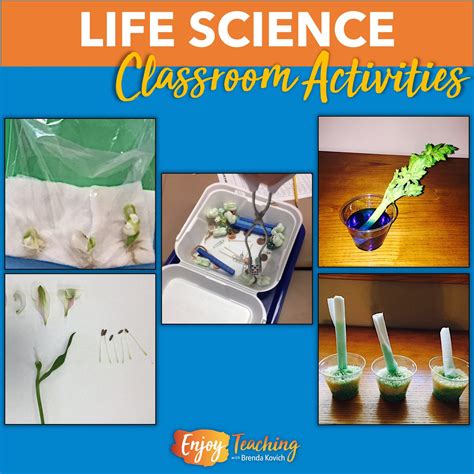 Life Science Activities   Life Science Activities California Academy Of Sciences - Life Science Activities