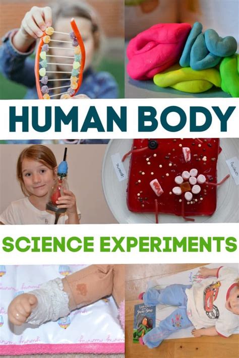 Life Science Human Body Experiments Howtosmile Life Science Experiment - Life Science Experiment