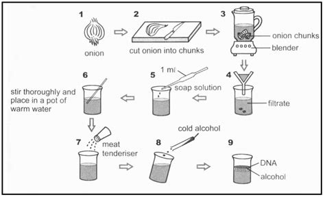 life science practical task on monohybrid crosses