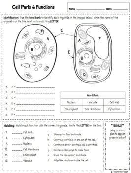 Life Science Worksheets   Basic Life Science Worksheets Documentine Com - Life Science Worksheets