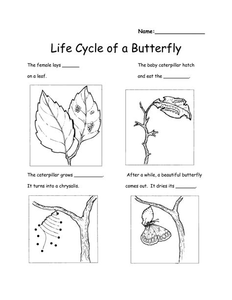 Life Science Worksheets Free Download 99worksheets Life Science Worksheets - Life Science Worksheets