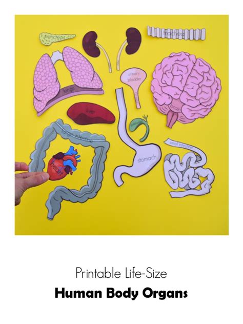 life size human organs