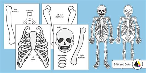 life size skeleton cut out template