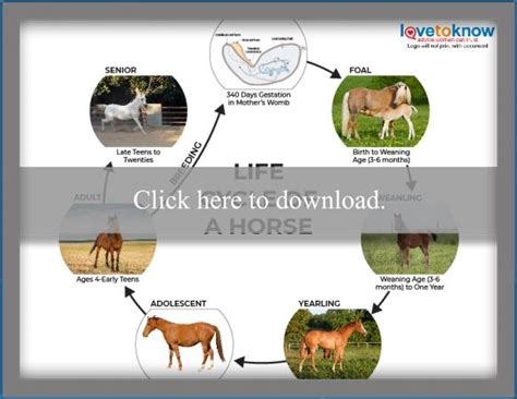 Life Stages Amp Needs Of Horses Cts Courses Life Cycle Of Horse - Life Cycle Of Horse