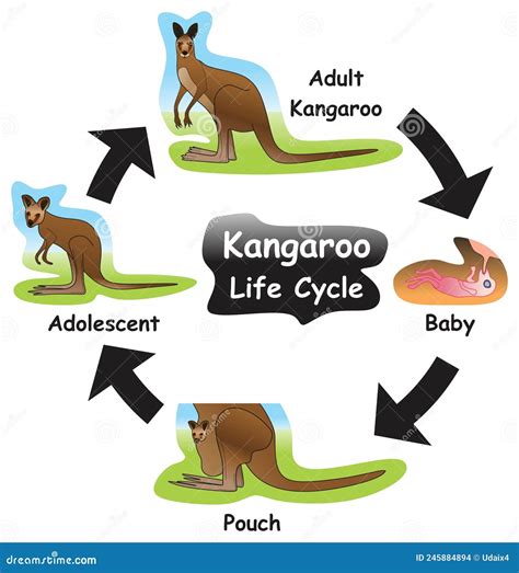 Full Download Life Cycles Of Kangaroos 2Nd Grade 