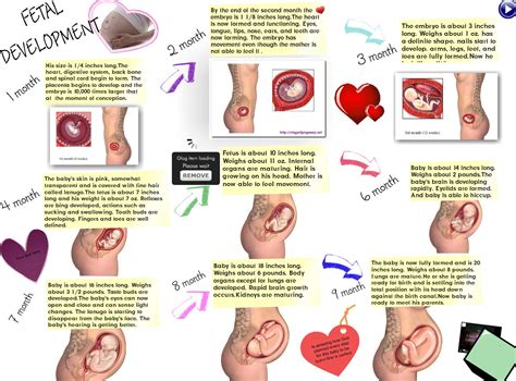 Full Download Life In The Womb Answer Key 