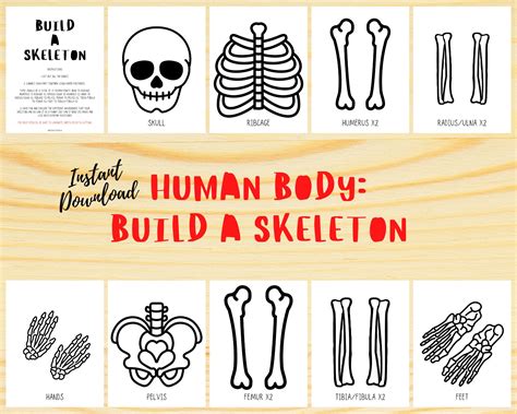 Full Download Life Size Human Skeleton Print Out Readerdoc Com Pdf 