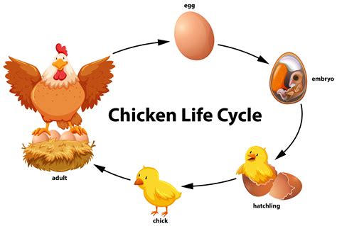 lifecycle of a chicken cut and paste
