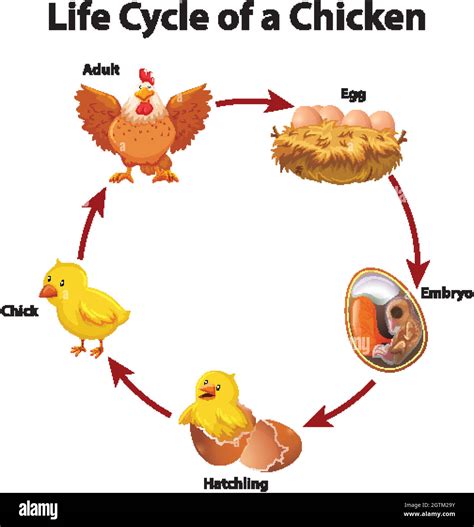 lifecycle of a chicken diagram