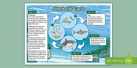 Lifecycle Of Shark