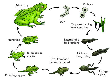 lifecycleofafrog2.png (2453×1748) Lifecycle of a frog, Frog life