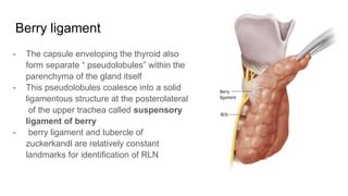 Ligament Of Berry
