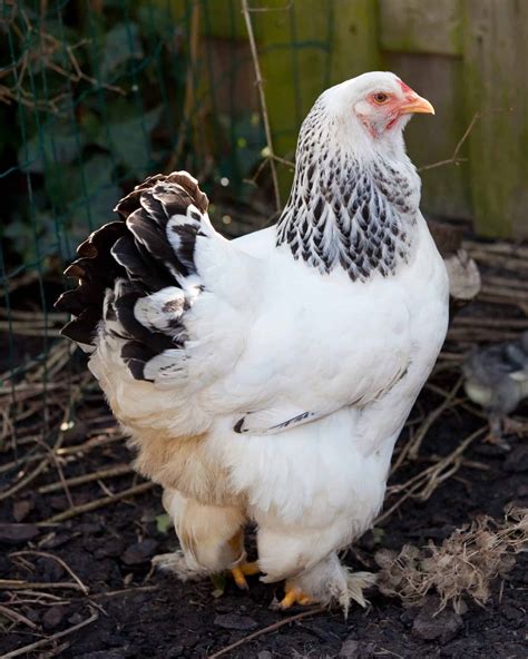 Light Brahma Chicken