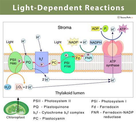 Light Dependent Reactions